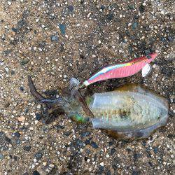 エギングのちウキ釣り